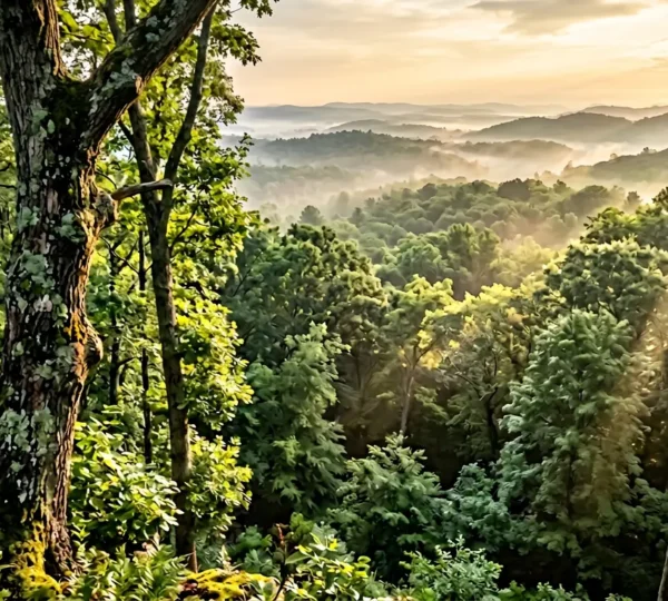 Vue en contre-plongée d'une forêt de feuillus avec canopée verdoyante et rayons de soleil filtrants